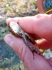 Ommatotriton ophryticus