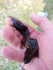 Ommatotriton ophryticus