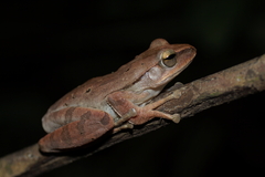 Polypedates iskandari