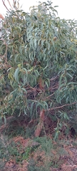 Eucalyptus globulus globulus