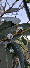 Eucalyptus globulus globulus