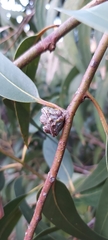 Eucalyptus globulus globulus