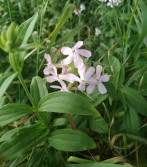 Saponaria officinalis