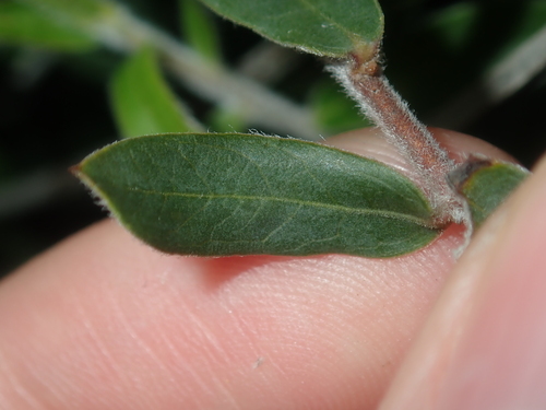 Image of Billardiera fraseri by (c) Thomas Mesaglio, some rights reserved (CC BY)