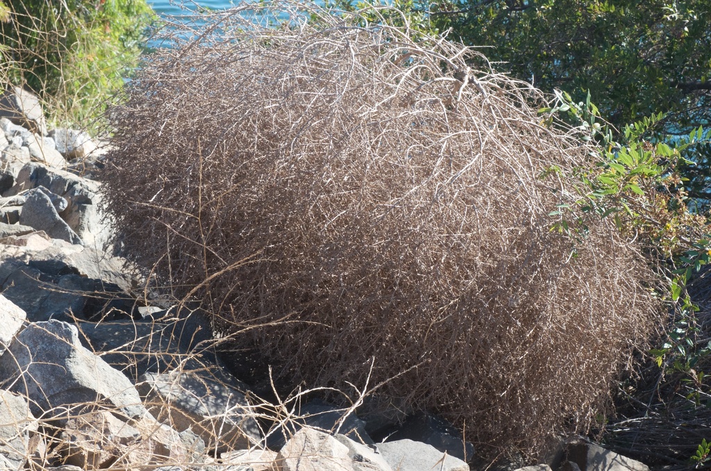 tumbleweed (Invasive Species of Texas) · iNaturalist