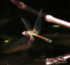 Trithemis aurora