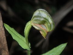 Pterostylis sanguinea