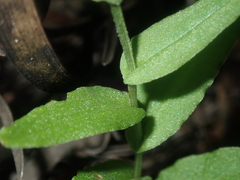 Pterostylis sanguinea