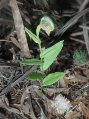 Pterostylis sanguinea