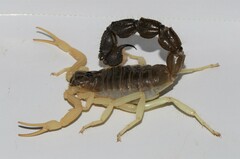Parabuthus schlechteri