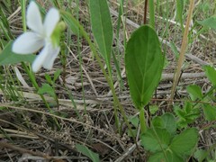 Viola patrinii