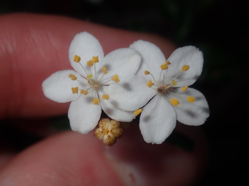 Image of Asterolasia drummondii by (c) Thomas Mesaglio, some rights reserved (CC BY)