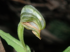 Pterostylis sanguinea