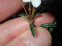 Asterolasia drummondii