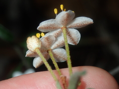Asterolasia drummondii