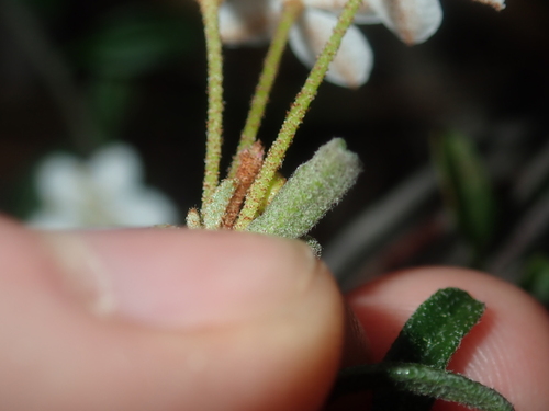 Image of Asterolasia drummondii by (c) Thomas Mesaglio, some rights reserved (CC BY)