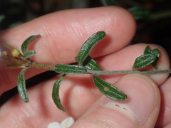 Asterolasia drummondii