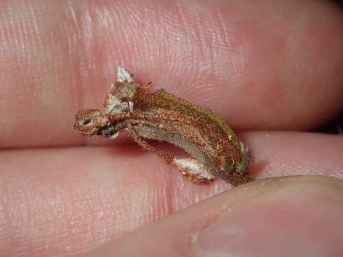 Image of Asterolasia drummondii by (c) Thomas Mesaglio, some rights reserved (CC BY)