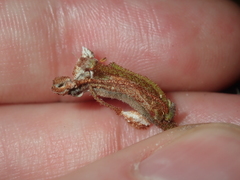 Asterolasia drummondii