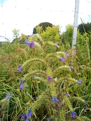 Echium vulgare