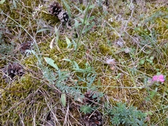 Onobrychis oxyodonta