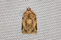 Neocalyptis affinisana