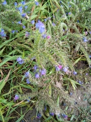 Echium vulgare