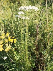 Achillea ledebourii