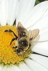 Bombus rufocinctus