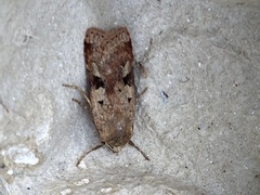 Diarsia mendica
