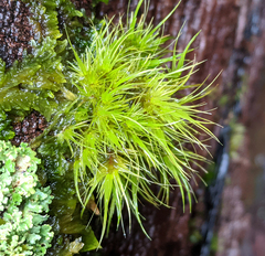 Dicranoloma menziesii