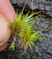 Dicranoloma menziesii