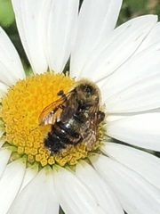 Bombus rufocinctus