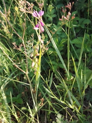 Polygala hybrida