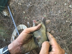 Rousettus aegyptiacus