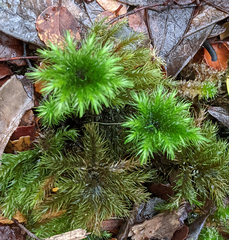 Mniodendron comosum