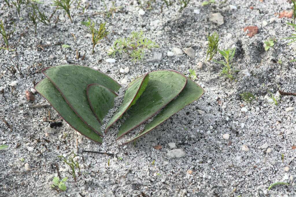 candelabra lily from Slangkop tracks above Kommetjie, Table Mountain