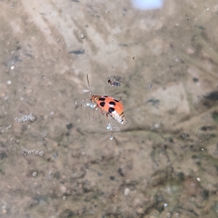 Paridea octomaculata
