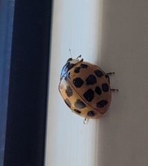 Harmonia axyridis