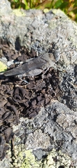 Oedipoda germanica