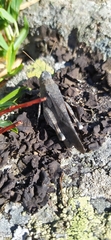 Oedipoda germanica