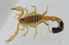 Parabuthus laevifrons