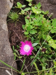 Delosperma katbergense