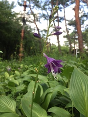 Hosta longipes longipes