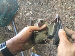 Rousettus aegyptiacus