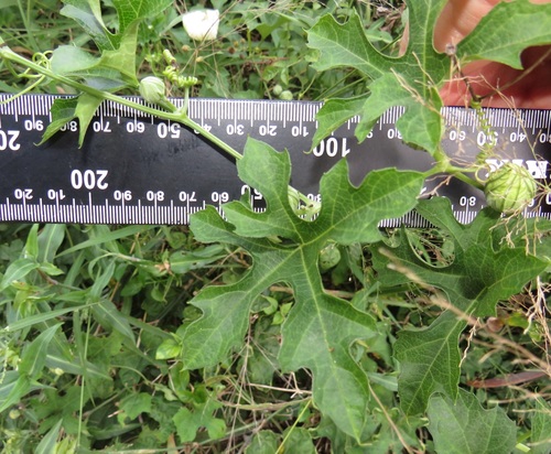 Wild Melon