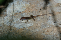 Sphenomorphus variegatus