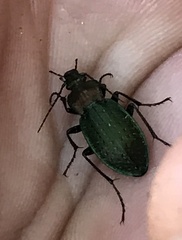 Carabus deyrolei