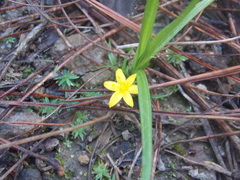 Hypoxis mexicana