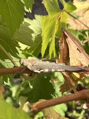 Anacridium aegyptium